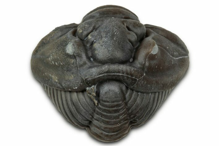 Wide Enrolled Flexicalymene Trilobite - Mt Orab, Ohio #347265